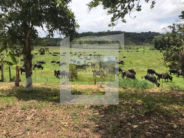 #5 - Fazenda para Venda em São Paulo - SP