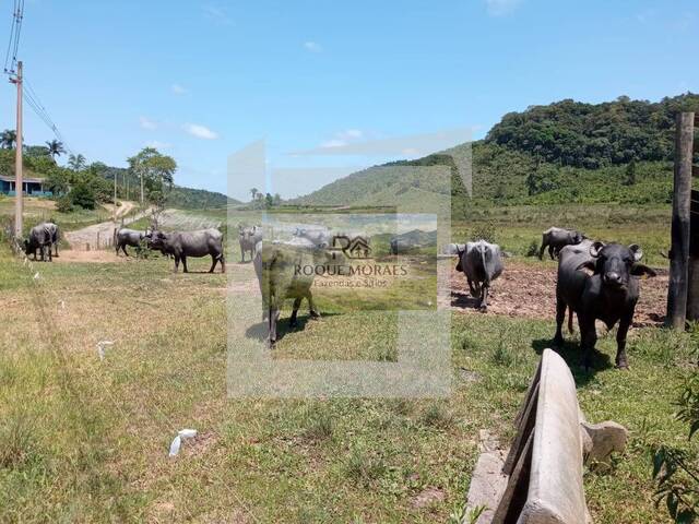 #5 - Fazenda para Venda em São Paulo - SP